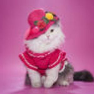 Meet your Posher, Kittywhatever